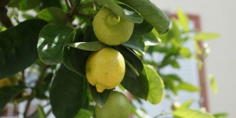 Transplantacija limuna: kako i kada presaditi kod kuće